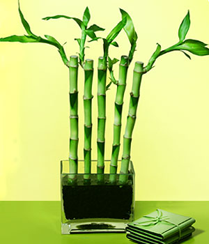  Ankara anneler gn iek yolla  Good Harmony Lucky Bamboo camda