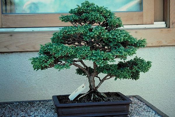 ithal bonsai saksi iegi  Ankara Kkesat 14 ubat sevgililer gn iek 