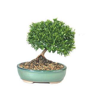 ithal bonsai saksi iegi  Ankara Kkesat cicekciler , cicek siparisi 