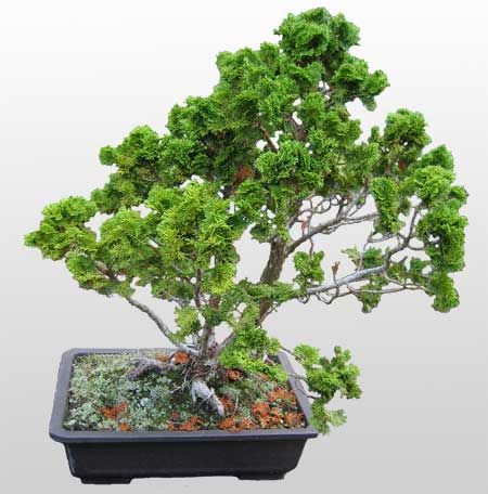 ithal bonsai saksi iegi  Ankara Kkesat hediye iek yolla 