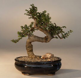 ithal bonsai saksi iegi  Ankara Kkesat 14 ubat sevgililer gn iek 