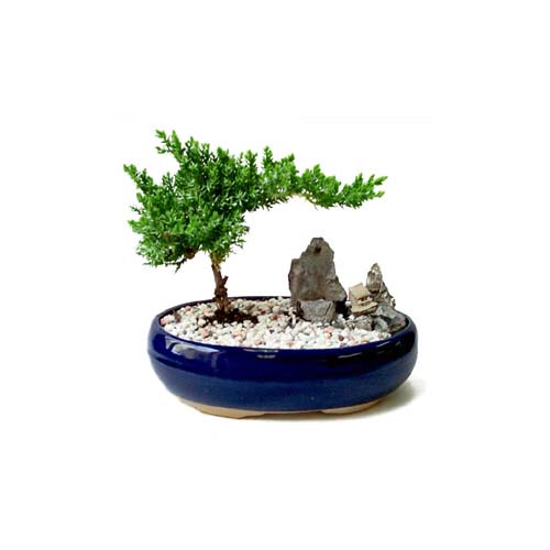 ithal bonsai saksi iegi  Ankara iek gnderme 