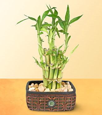 Lucky Bamboo  saksi iegi  Ankara Kkesat online iek gnderme sipari 