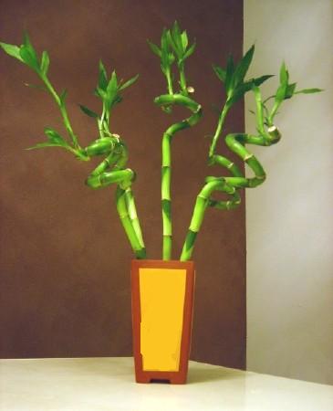 Lucky Bamboo 5 adet vazo ierisinde  Ankara internetten iek sat 