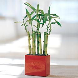 Lucky Bamboo sans melegi iegi  Ankara yurtii ve yurtd iek siparii 