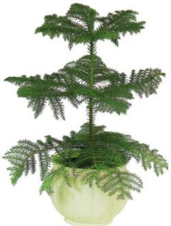 Araucaria Heterophylla i mekan saks  Ankara Kkesat iek maazas , ieki adresleri 