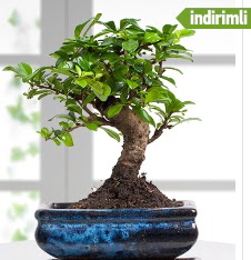 Bonsai japon aac  Ankara iek sat 