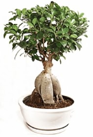 Bonsai japon aac yaprak dkmeyen  Ankara Kkesat iek yolla 