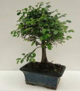 Bonsai saks bitkisi japon aac  Ankara anneler gn iek yolla 