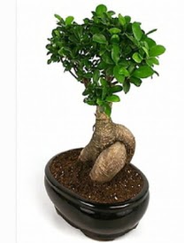 Bonsai saks bitkisi japon aac  Ankara Kkesat iek siparii sitesi 