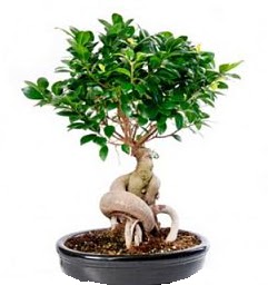 Bonsai Japon aac saks bitkisi  Ankara Kkesat 14 ubat sevgililer gn iek 