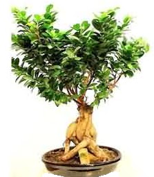 Bonsai Japon aac saks bitkisi  Ankara Kkesat iek siparii sitesi 