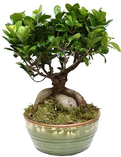 Japon aac bonsai saks bitkisi  Ankara Kkesat hediye iek yolla 