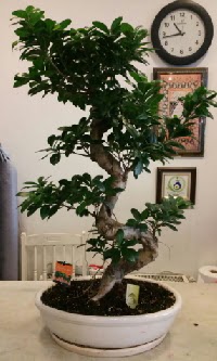 100 cm yksekliinde dev bonsai japon aac  Ankara Kkesat hediye iek yolla 