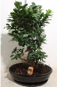 75 CM Ginseng bonsai Japon aac  Ankara Kkesat nternetten iek siparii 