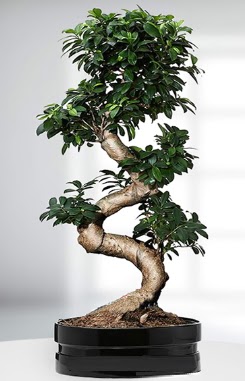 90 CM Japon Aac Bonsai saks iei  Ankara Kkesat gvenli kaliteli hzl iek 