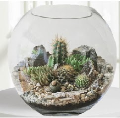 Cam fanus Terrarium 5 kakts  Ankara Kkesat iek maazas , ieki adresleri 