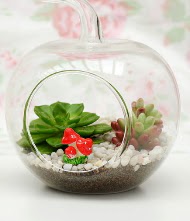 Kk elma terrarium 3 kakts  Ankara Kkesat online iek gnderme sipari 