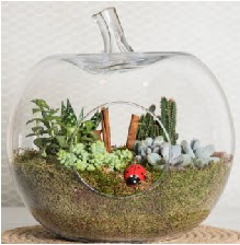 Elma terrarium orta boy 4 kakts  Ankara Kkesat iek siparii sitesi 