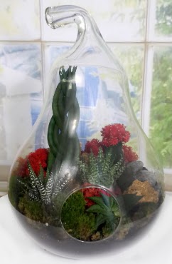 5 adet kakts orta boy armut terrarium  Ankara Kkesat iek siparii sitesi 