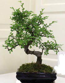 Bonsai saks iei  Ankara Kkesat 14 ubat sevgililer gn iek 