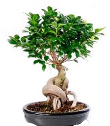 Bonsai japon aac seramik iinde  Ankara Kkesat iekiler 