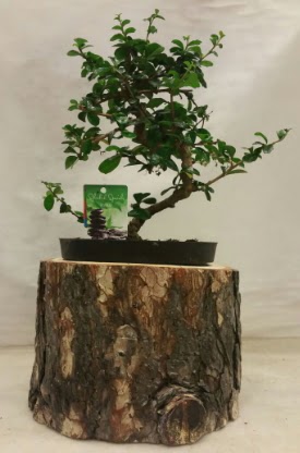 Doal ktk iinde bonsai japon aac  Ankara Kkesat hediye iek yolla 