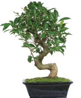 Bonsai saks bitkisi japon aac  Ankara Kkesat iek siparii vermek 