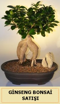 thal Ginseng bonsai sat japon aac  Ankara Kkesat iek siparii sitesi 