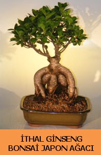 thal japon aac ginseng bonsai sat  Ankara Kkesat hediye iek yolla 