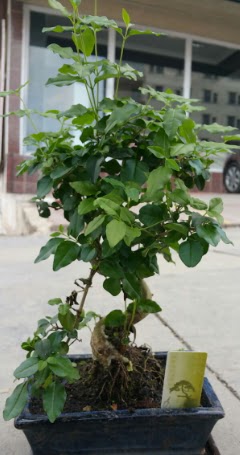 Bonsai japon aac saks bitkisi  Ankara Kkesat iek siparii vermek 