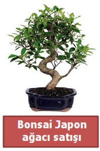 Japon aac bonsai sat  Ankara Kkesat iek siparii sitesi 