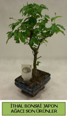 thal bonsai japon aac bitkisi  Ankara Kkesat hediye sevgilime hediye iek 