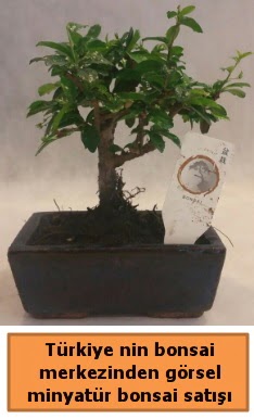 Japon aac bonsai sat ithal grsel  Ankara Kkesat iek yolla 