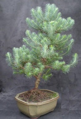 Bonsai am aac japon aac bitkisi  Ankara iek gnderme sitemiz gvenlidir 