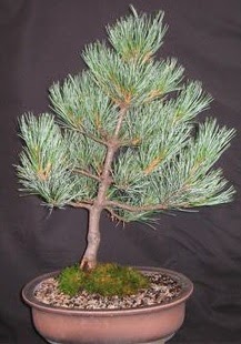 Bonsai am aac japon aac bitkisi  Ankara Kkesat iek siparii sitesi 