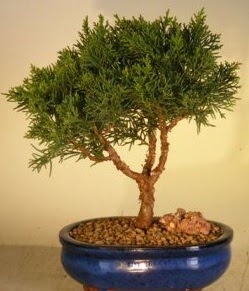 Servi am bonsai japon aac bitkisi  Ankara Kkesat iek yolla 