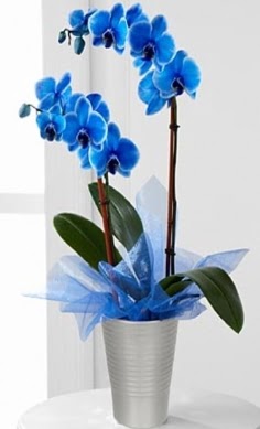 Seramik vazo ierisinde 2 dall mavi orkide  Ankara Kkesat iek , ieki , iekilik 