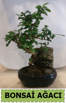 Bonsai aac japon aac sat  Ankara Kkesat nternetten iek siparii 