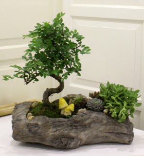 Aa ktk ierisinde bonsai ve sukulent  Ankara iek gnderme sitemiz gvenlidir 