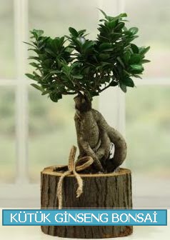 Ktk aa ierisinde ginseng bonsai  Ankara iek gnderme sitemiz gvenlidir 