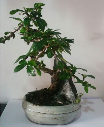 S eklinde ithal bonsai aac  Ankara Kkesat iek yolla 