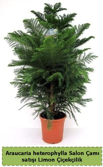 Salon am Sat Araucaria heterophylla  Ankara iek sat 