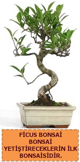 Ficus bonsai 15 ile 25 cm arasndadr  Ankara Kkesat iek yolla 