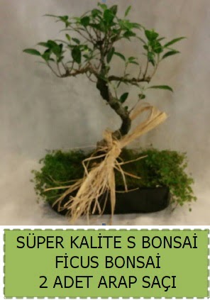 Ficus S Bonsai ve arap sa  Ankara Kkesat ieki telefonlar 