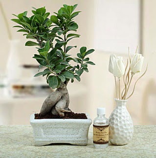 Ginseng ficus bonsai  Ankara Kkesat iekiler 