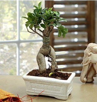 Marvellous Bonsai ginseng  Ankara Kkesat iek siparii sitesi 