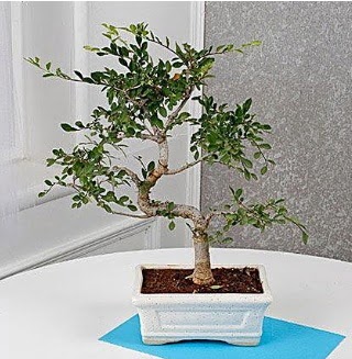 Unique Ulmus S Shaped Bonsai  Ankara Kkesat iek online iek siparii 