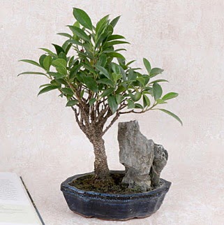 Japon aac Evergreen Ficus Bonsai  Ankara iek gnderme sitemiz gvenlidir 