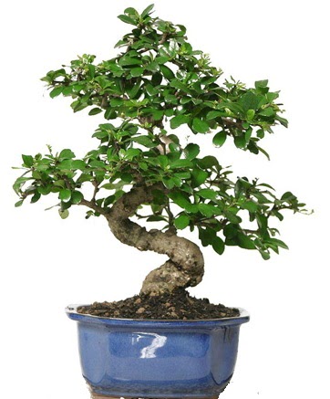 21 ile 25 cm aras zel S bonsai japon aac  Ankara Kkesat ieki telefonlar 